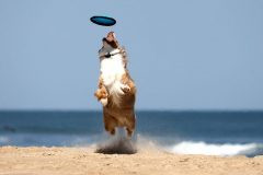 Frisbee dog