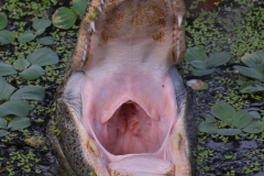 An alligator populates the Wakodahatchee Wetlands on June 27, 2022 in Delray Beach, Florida.