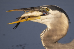 A Great Blue Herron swallows a fish while feeding at Huntley Meadows Park. Thursday 06 30 2022  Alexandria, VA.