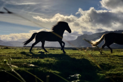 Icelandic horses run in the afternoon sunshine on Iceland’s Snæfellsnes Peninsula on July 12, 2022.