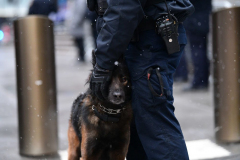 Police K9 dog seems to sense the sadness at a funeral for Police Officer William Mora at St Patrick’s Cathedral Jan. 28, 2022.