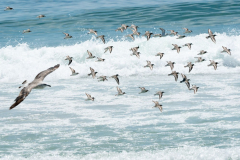 Long Island New York. July 27, 2022. Birds in flight