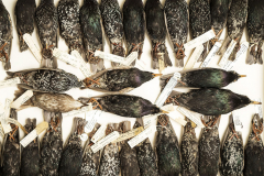 Starling