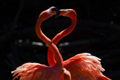 Caribbean flamingos are seen in their exhibit at the Maryland Zoo, Thursday, Sept. 1, 2022, in Baltimore.