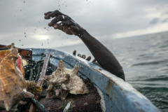 Conch Overfishing