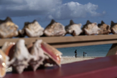 Conch Overfishing