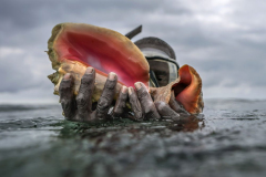 Conch Overfishing