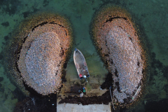 Conch Overfishing