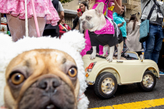 NYC Dog Halloween Parade