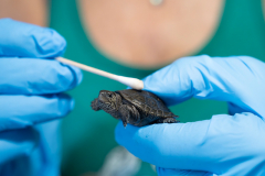 Hatchling