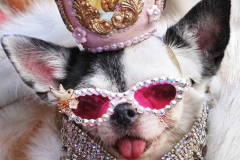 New York, NY— A pooch has an Easter bonnet and plenty of rhinestone bling for the Easter Parade on Sunday, April 9, 2023.