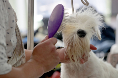 A West Highland White Terrier is groomed before competing in the 147th Westminster Kennel Club Dog show at the USTA Billie Jean King National Tennis Center in Flushing NY on May 9, 2023.