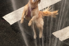 Keeping cool on warm days in NYC by playing in under the water of a fire hydrant isn’t just for kids. A Golden Retriever cools down while having fun playing in an open fire hydrant on the Upper West Side of New York City on 03 July 2023. Temperatures reached 88 degrees.