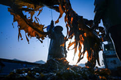 A crew of Kim Nam-hoon, a seaweed (Undaria, called ‘Miyeok’ in Korea) farmer, cut the leaves of Miyeok as they harvested Miyeok, on the sea near Geumdang Island in Wando-gun, South Jeolla Province, South Korea, on March 24th, 2022. [Story first published March 16, 2023]