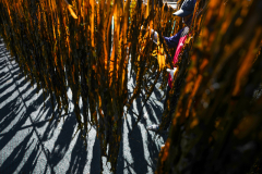 Workers dry seaweed (Undaria, called ‘Miyeok’ in Korea) in the traditional way in Gijang-gun, near Busan-si or Busan City, South Gyeongsang Province, South Korea on Mar. 27th, 2022.   [Story first published March 16, 2023]