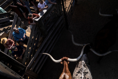 Longhorns