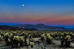 Moonrise at the Cholla Cactus Garden In Joshua Tree National Park, December 25, 2023.