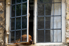 A home-bound dog watches the world go by from a window in Stow-on-the-Wald, England, on May 26, 2024.