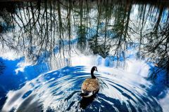 Swimming in the CloudsA Canada Goose causes concentric circles in a quiet lake reflecting clouds and clear, blue skies.
