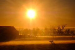 BIRD IN HAND, PA USA - NOVEMBER 8, 2024 -  Fog rises off the fields as the sun rises over a Mill Creek School Road farm in Bird in Hand. Eighty-seven percent of the fams in Lanchester, York, and Chester counties are Amish.  The Amish in Lancaster County, Pennsylvania, overwhelmingly voted for Donald Trump.