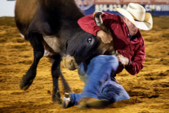 PILESGROVE, NJ USA - AUGUST 31, 2024 -  Cowboy Chad Stoltzfus tries to turn a steer and pin it during the steer wrestling competition.