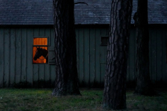 A horse watches from its stable ahead of the 156th running of the Belmont Stakes horse race at Saratoga Race Course, Thursday, June 6, 2024, in Saratoga Springs, N.Y.