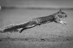 A surprise visitor caused a brief pause in Friday night’s Yankees-Red Sox matchup in The Bronx. Midway through the fourth inning, a squirrel sprinted across the field, momentarily halting play August 22, 2025 at Yankee Stadium in the Bronx, NY.