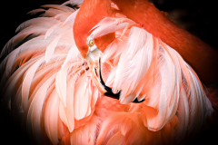 A flamingo curls its head into its feathers at the Salisbury Zoo in Salisbury, MD on Saturday, July 5, 2025.