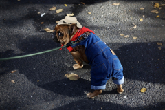 A dog is dressed in overalls and a cowboy hat at the Tompkins Square Halloween Dog Parade on October 19, 2025.