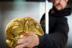 Fascinating Reptile