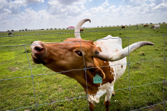 A Texas Longhorn cow seems to give a visitor a side eye