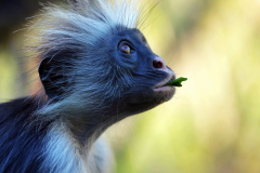 A colobus monkey chews on fresh foliage in the Jozani Chwaka Bay National Park in Zanzibar, Africa. The colobus monkeys are generally found in high-density forests where they forage on leaves, flowers and fruit. September 17, 2025