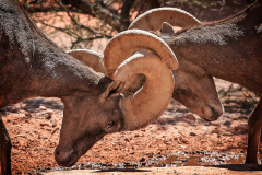 Two wild desert bighorn sheep butt heads as they take water in the heat of Nevada’s Valley of Fire in the Mojave Desert on the afternoon of August 6, 2025.