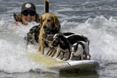 A lady pushes a paddle board loaded with pooches to launch them into the surf at the dog beach at Ocean Beach in San Diego, California, September 1, 2025.