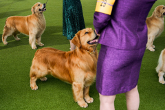 Golden retrievers compete in breed group judging at the 148th Westminster Kennel Club Dog show, Tuesday, May 14, 2024, at the USTA Billie Jean King National Tennis Center in New York.