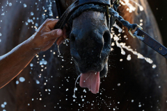 Belmont Stakes entrant Sierra Leone is washed following a work out ahead of the 156th running of the Belmont Stakes horse race at Saratoga Race Course, Wednesday, June 5, 2024, in Saratoga Springs, N.Y.