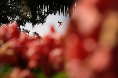 Singapore 2025 World Aquatics Championships - Day 17: High Diving